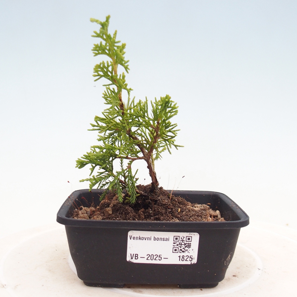 Outdoor bonsai - Juniperus chinensis Itoigawa - Chinese juniper