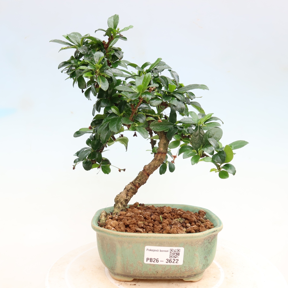 Room bonsai - Carmona macrophylla - Tea fuki