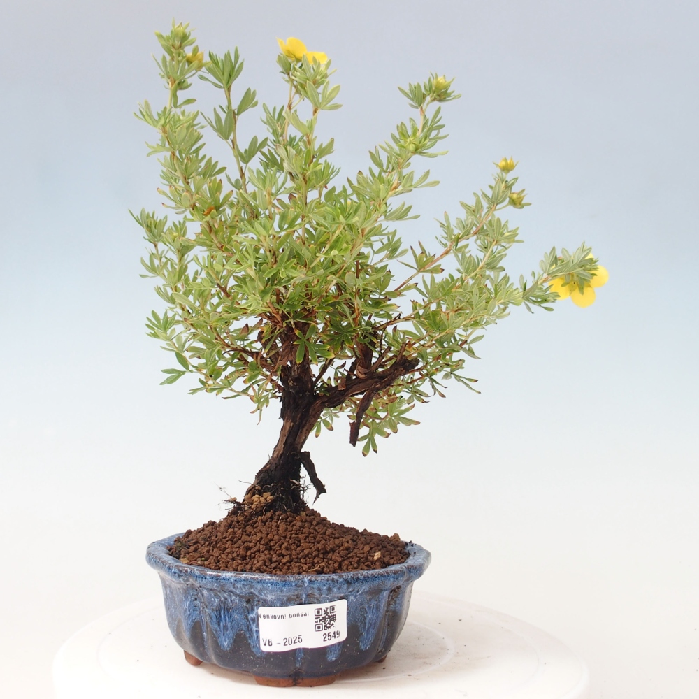 Outdoor bonsai-Cinquefoil - Potentila fruticosa yellow Bird