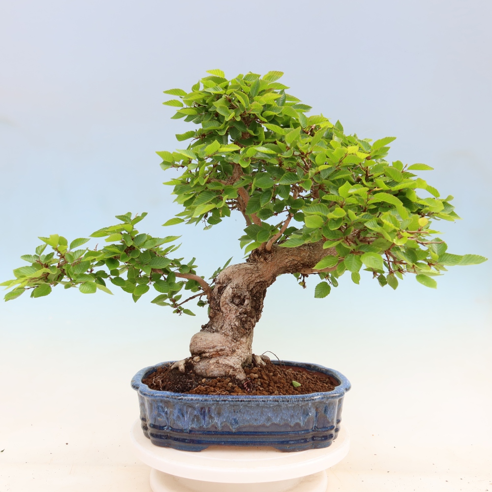Outdoor bonsai -Carpinus coreana - Korean Hornbeam