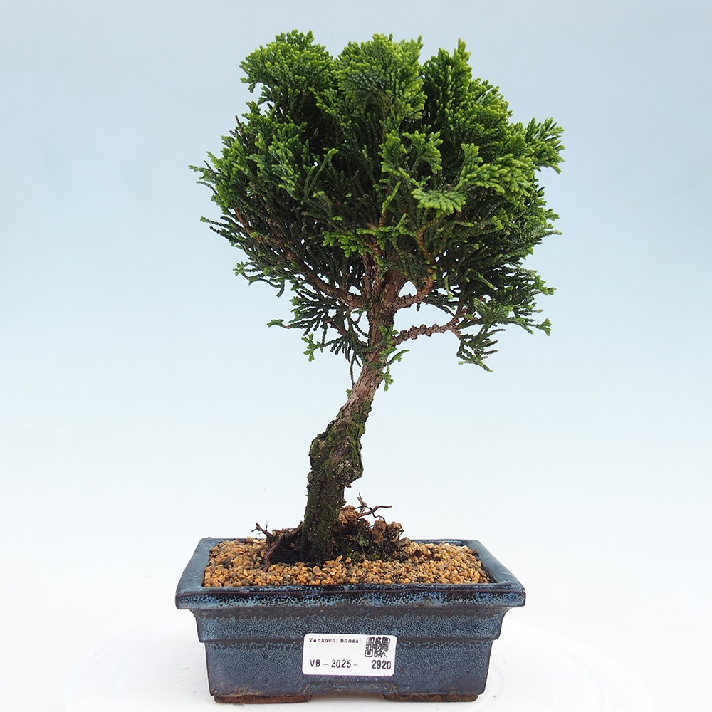 Outdoor bonsai - Cham.pis obtusa Nana Gracilis - Cypress