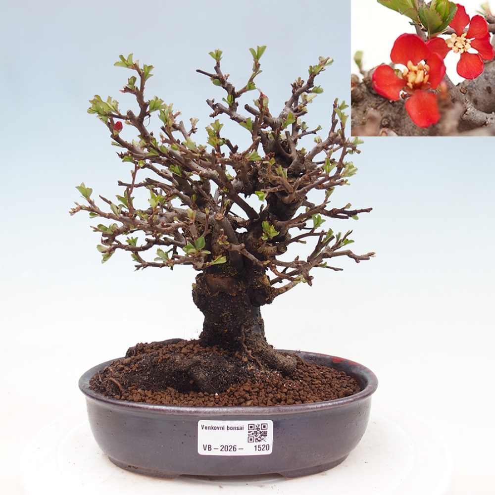 Outdoor bonsai - Chaneomeles speciosa - Quince
