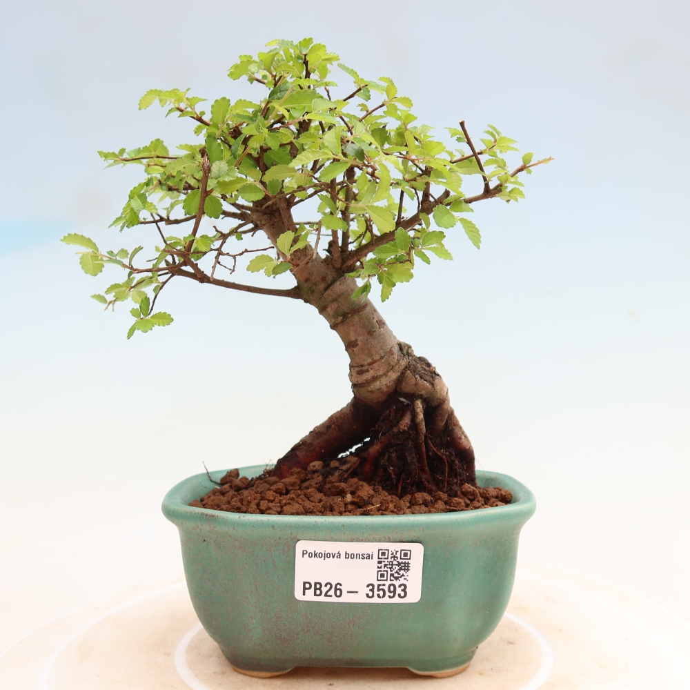 Room bonsai - Ulmus parvifolia - Small-leaved elm