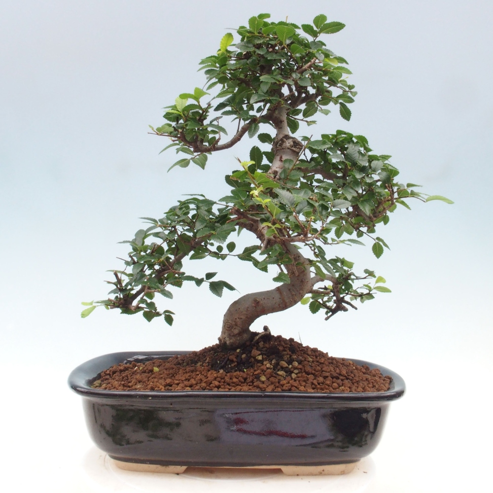 Indoor bonsai - Ulmus parvifolia - Small-leaved elm