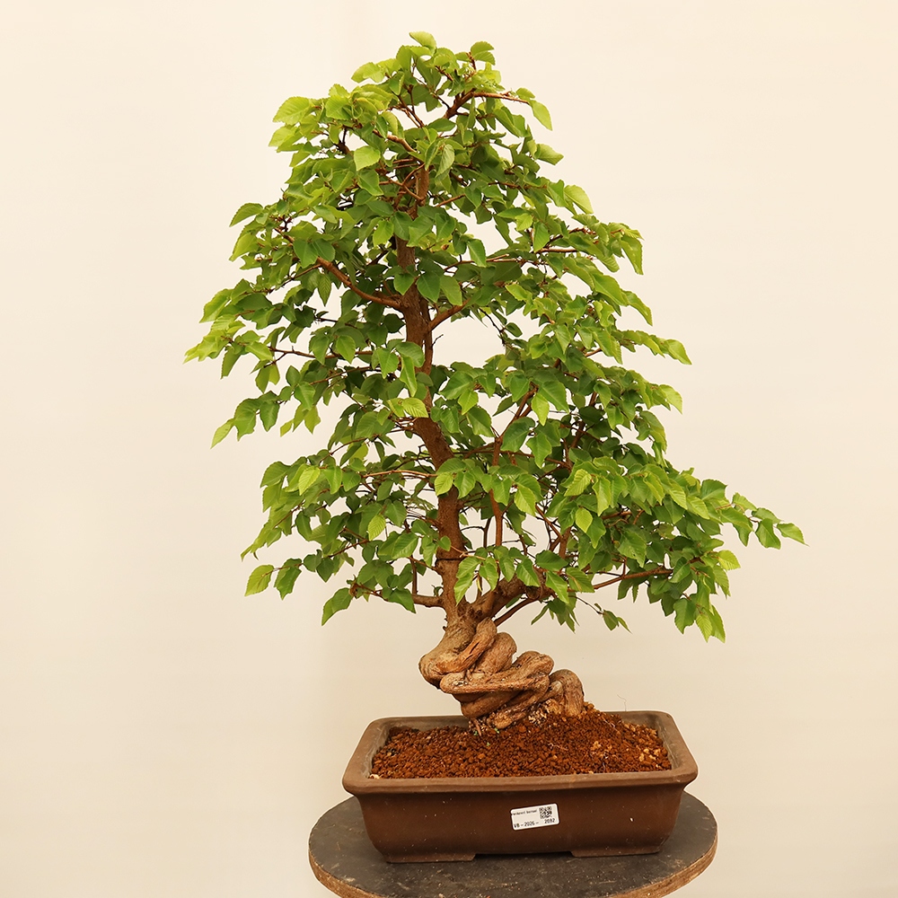 Outdoor bonsai - Carpinus Coreana - Korean hornbeam