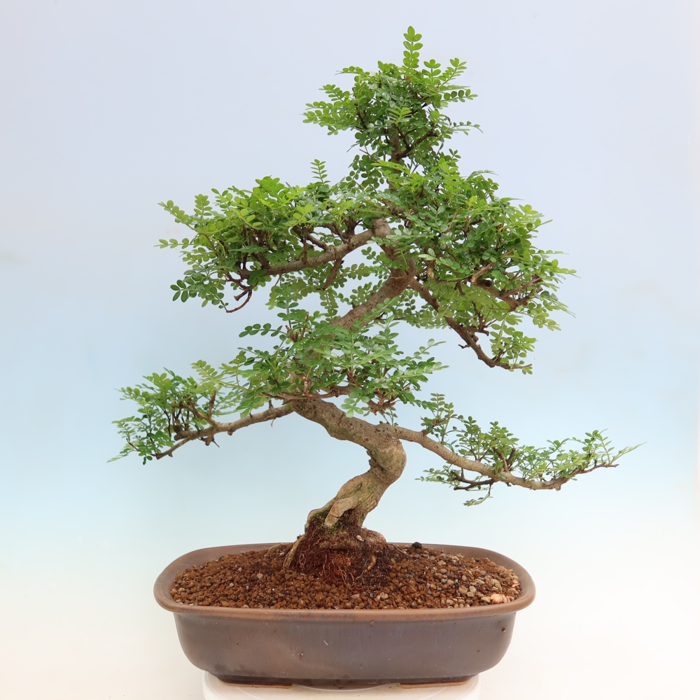 Room bonsai - Zantoxylum piperitum - pepper tree