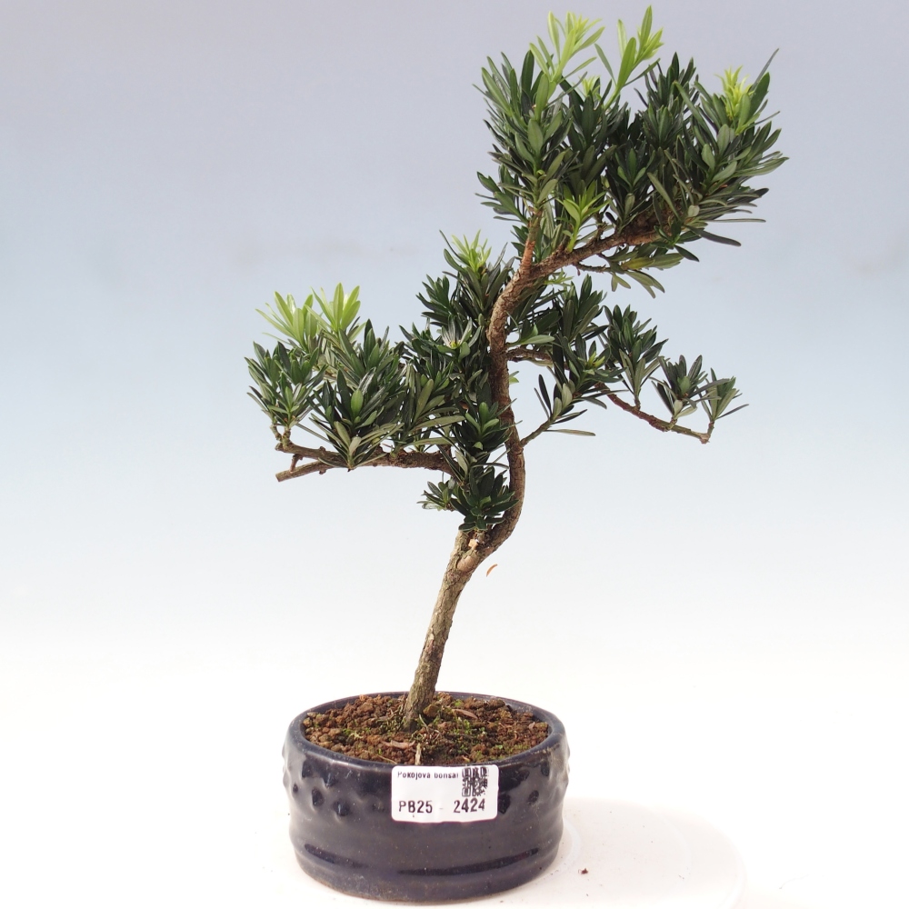 Indoor bonsai - Podocarpus - Stone thous