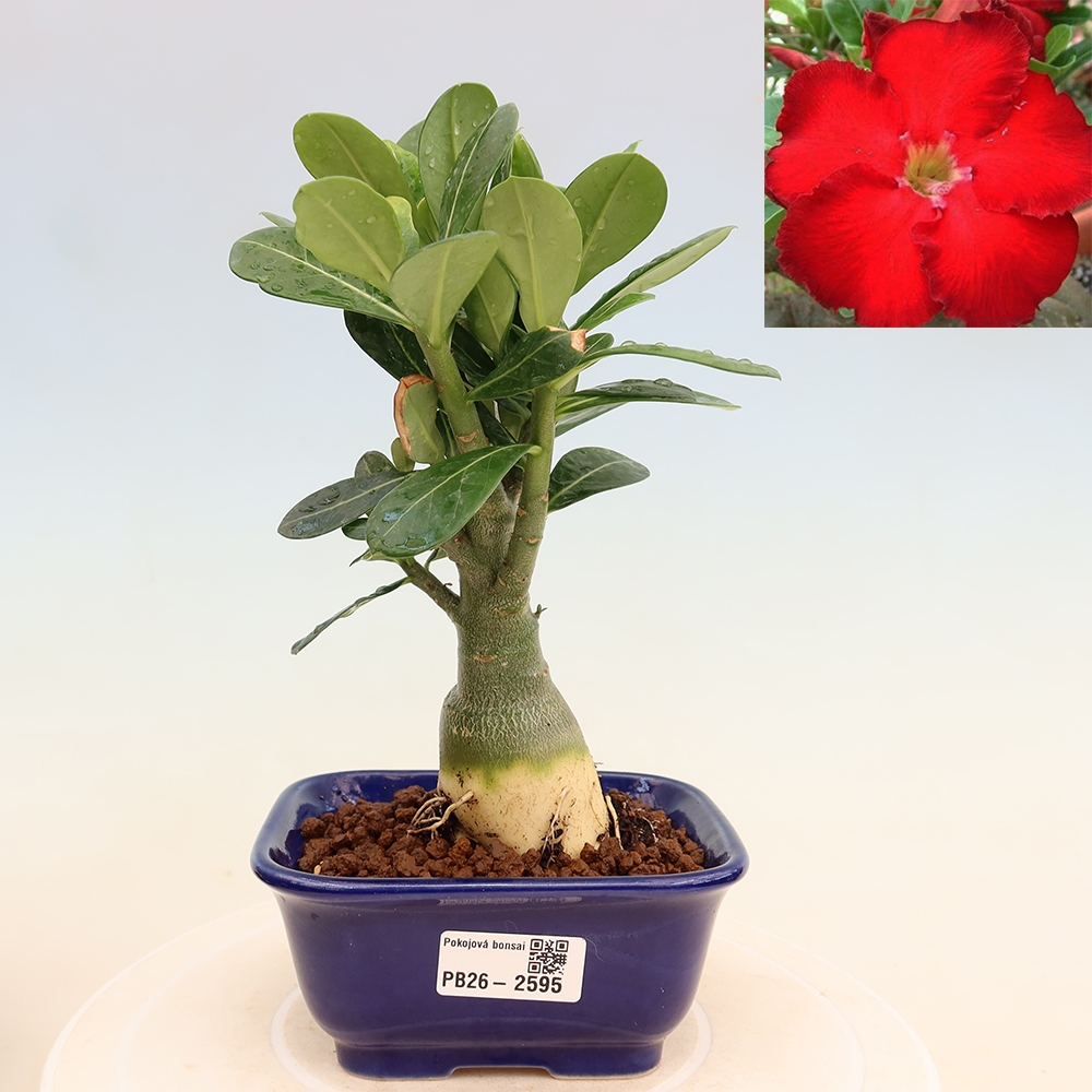Indoor Bonsai - Adenium obesum Red Star - Desert Rose