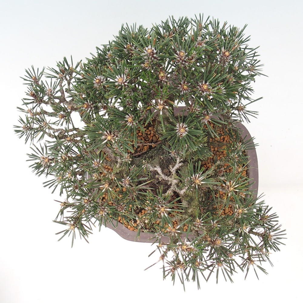 Outdoor bonsai - Pinus thunbergii Kotobuki - Thunberg pine