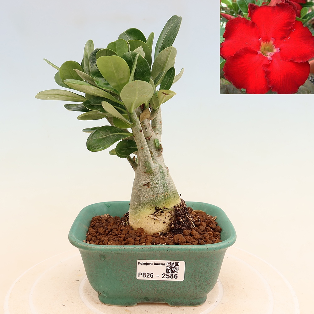 Indoor Bonsai - Adenium obesum Red Star - Desert Rose