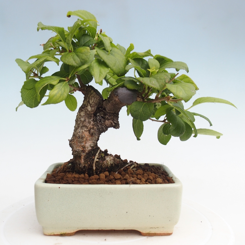 Outdoor bonsai - Celastrus Jesenec