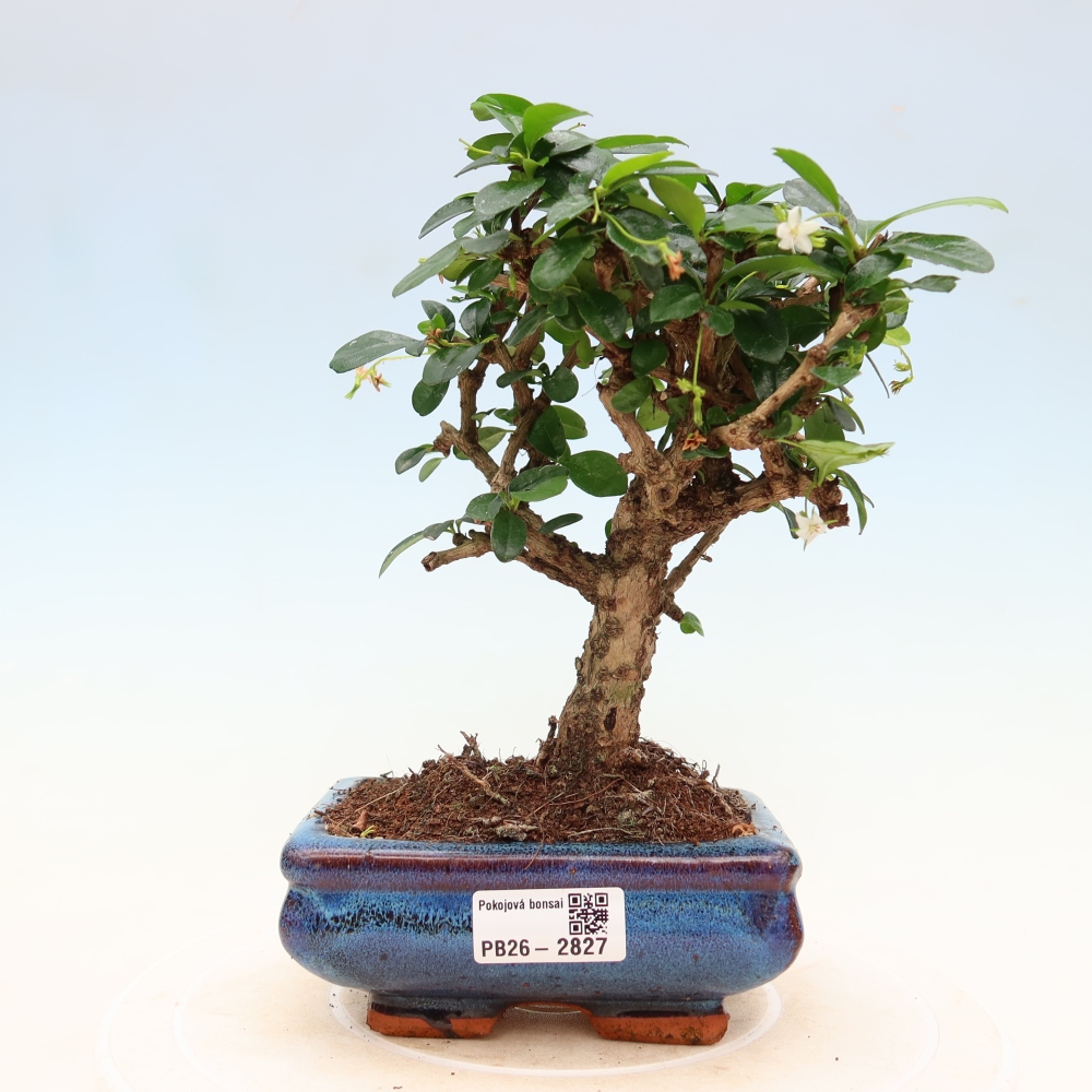 Room bonsai - Carmona macrophylla - Tea fuki