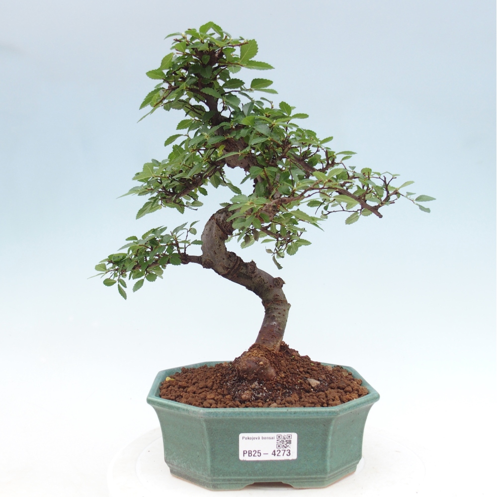 Room bonsai - Ulmus parvifolia - Small-leaved elm