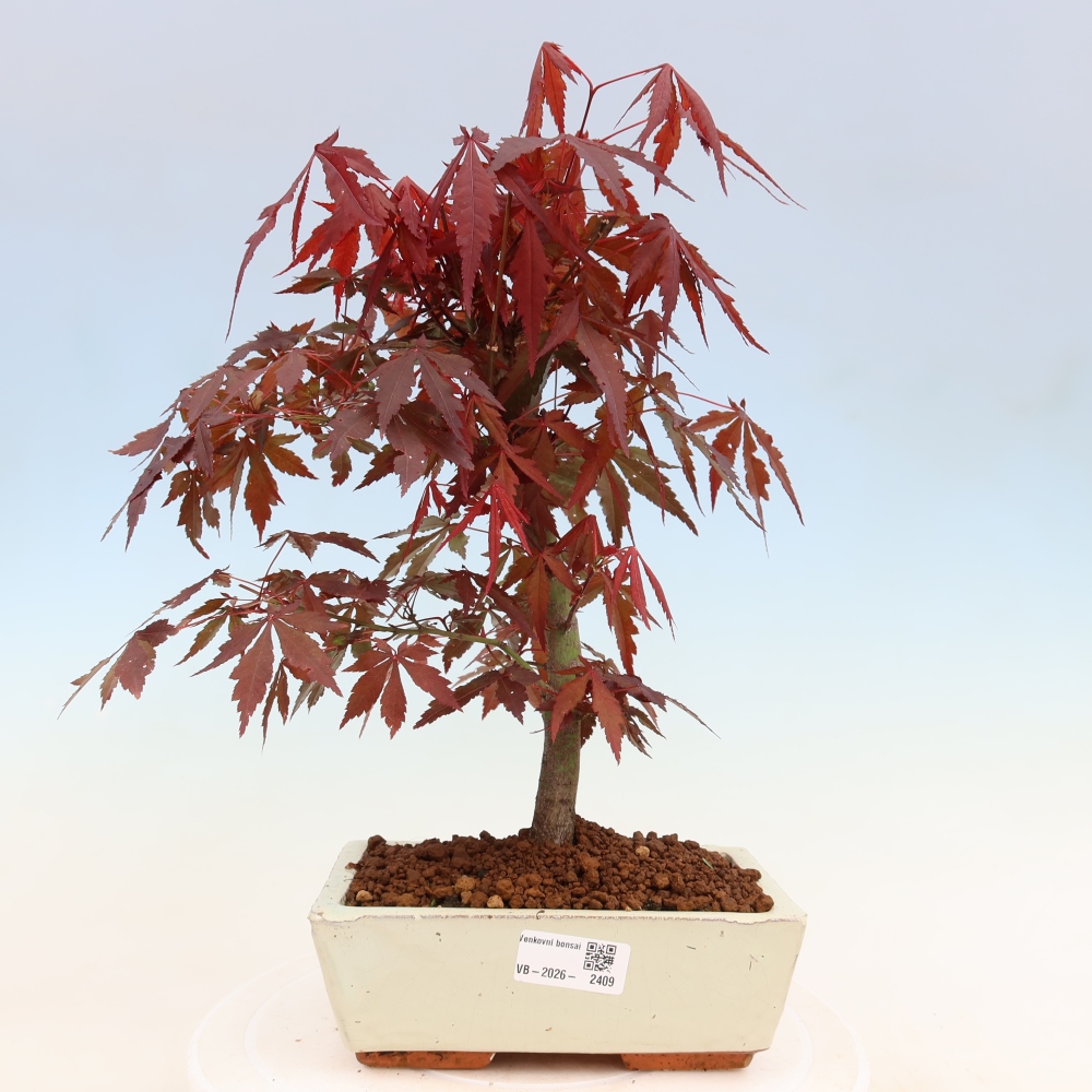 Outdoor bonsai - Acer palm. Atropurpureum-Javor palmate