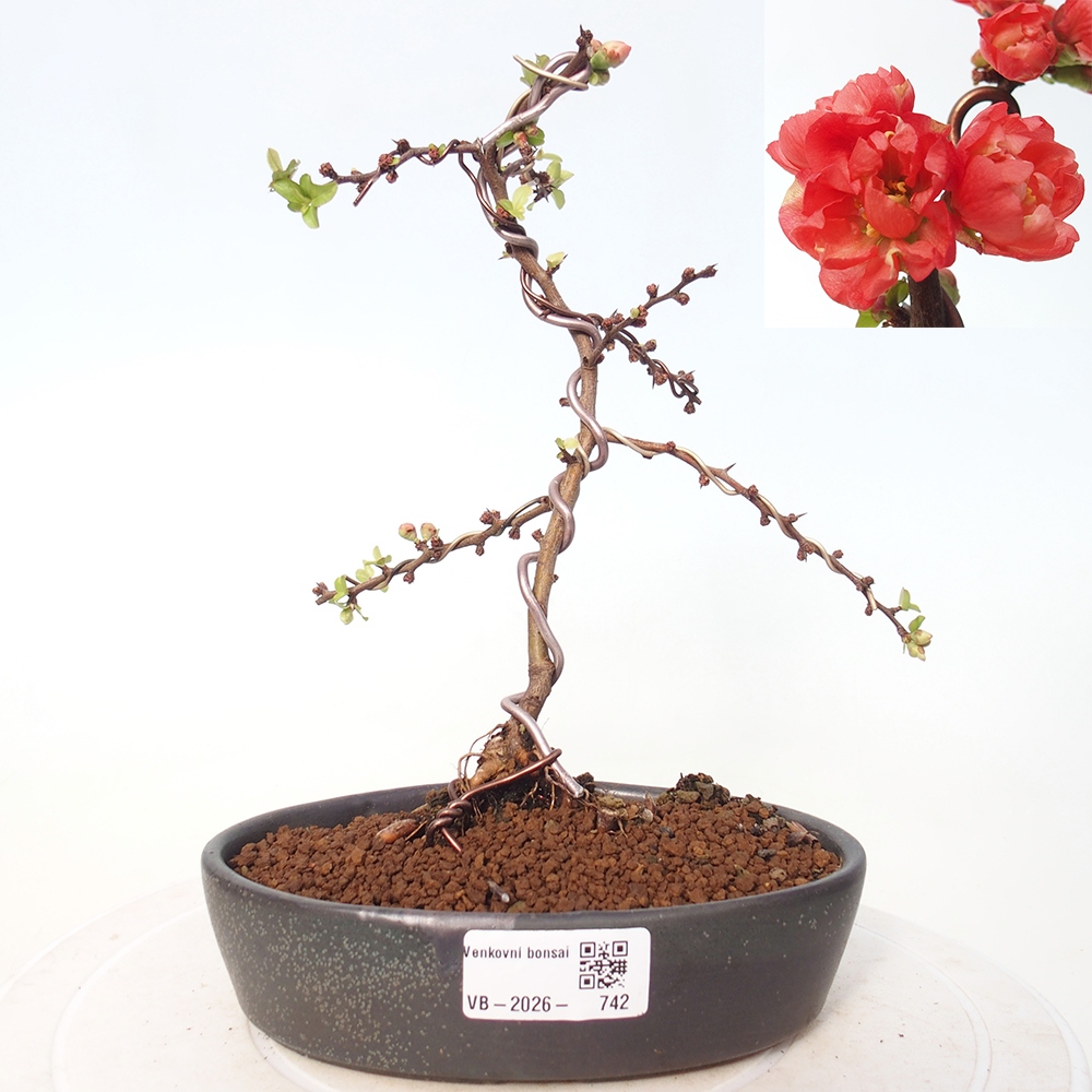 Outdoor bonsai - Chaneomeles s. Red Joy - Quince