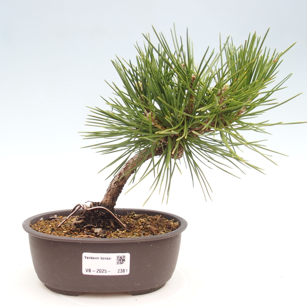 Outdoor bonsai - Pinus thunbergii - Thunbergia pine