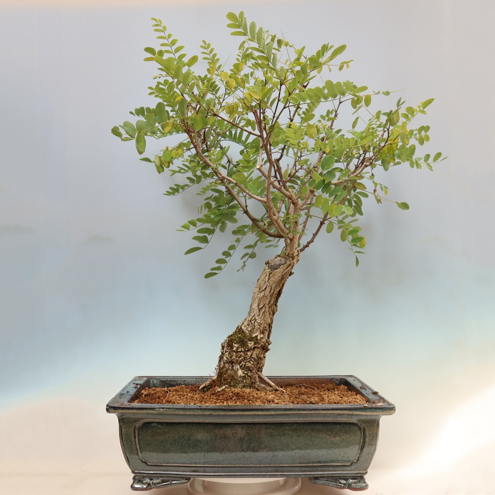 Outdoor Bonsai - Black Locust - Robinia pseudoacacia