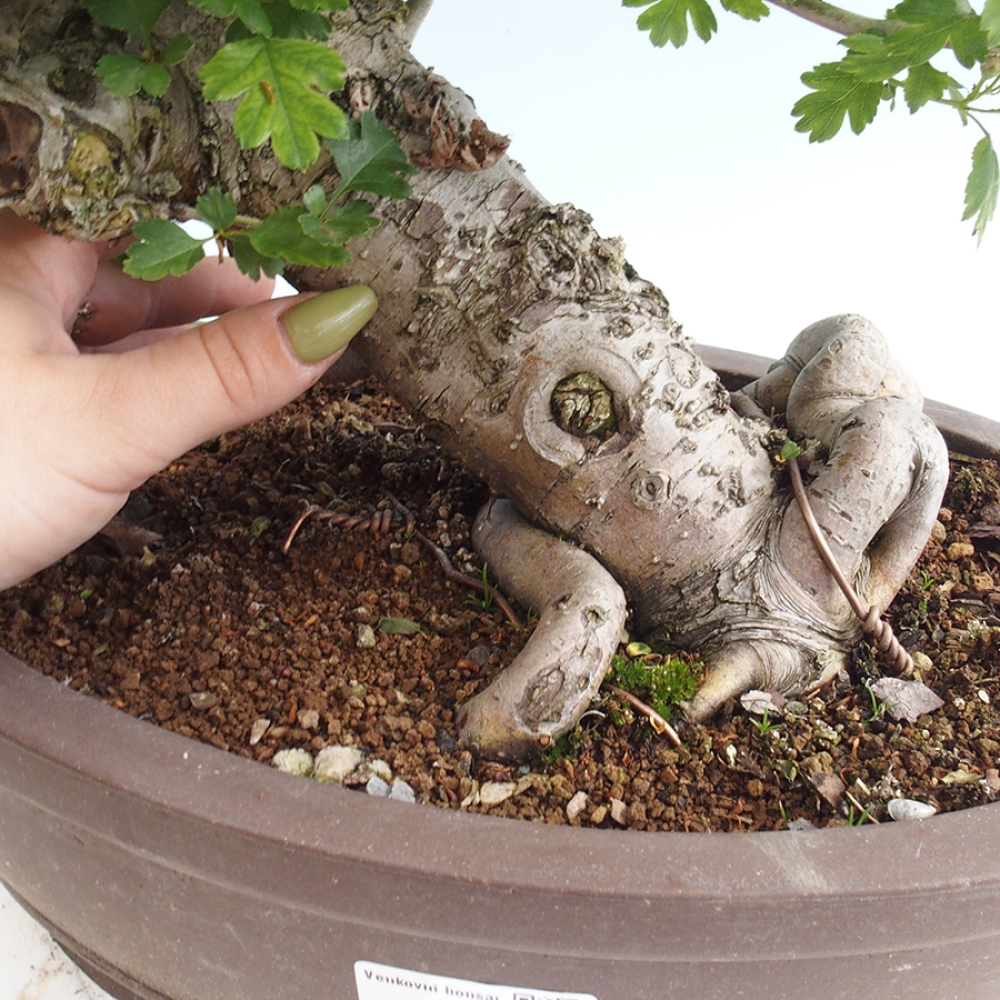 Outdoor bonsai - Hawthorn - Crataegus laevigata Paula
