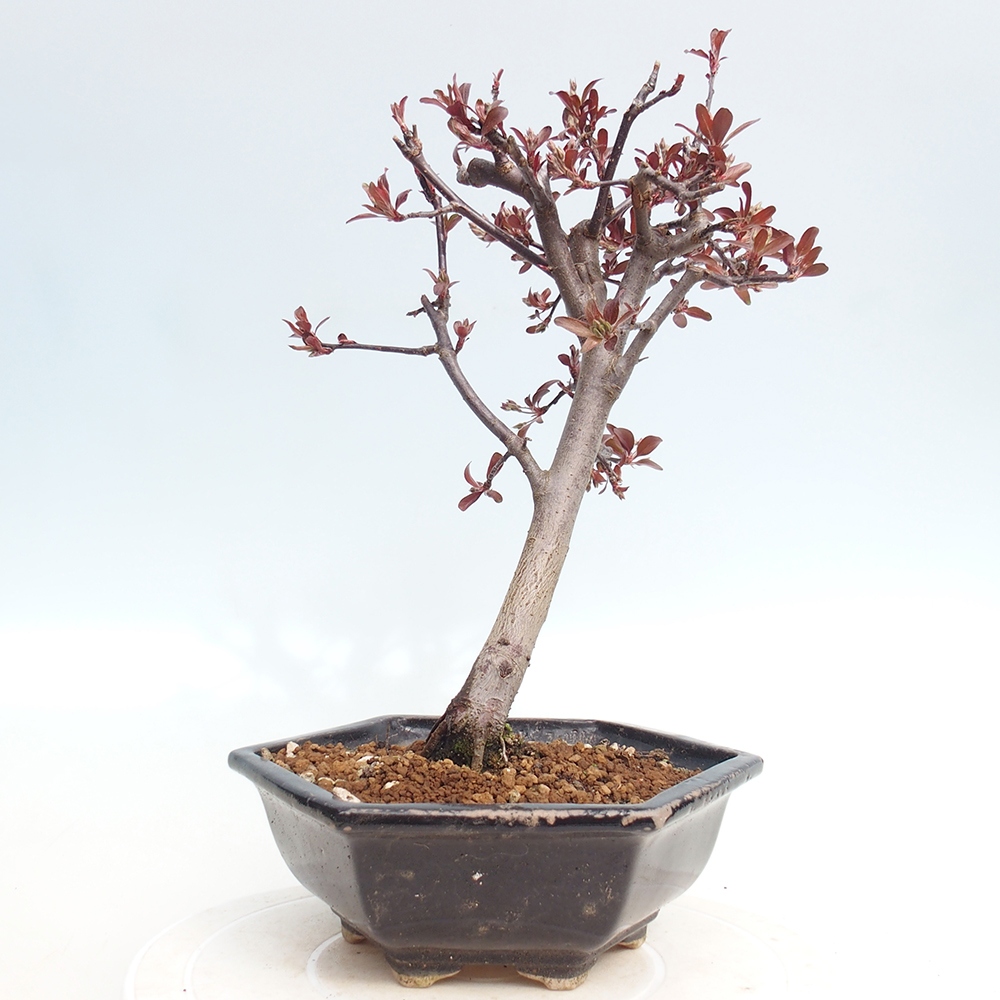 Outdoor bonsai -Malus domestica - Small-fruited red-leaved apple tree