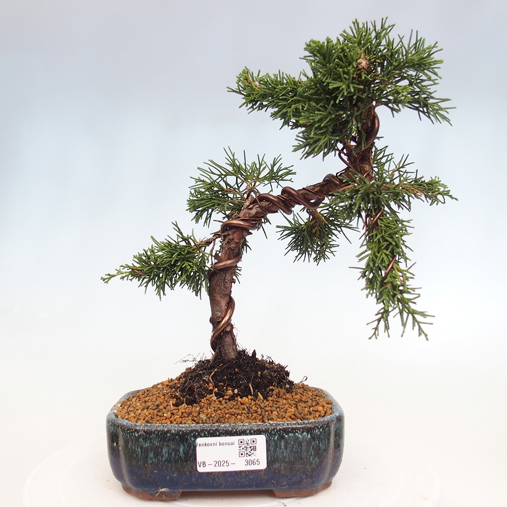 Outdoor bonsai - Juniperus chinensis Kishu - Chinese Juniper