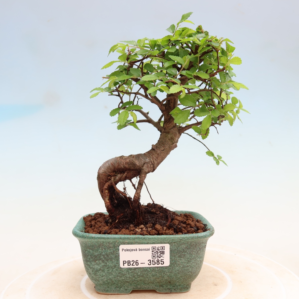 Room bonsai - Ulmus parvifolia - Small-leaved elm