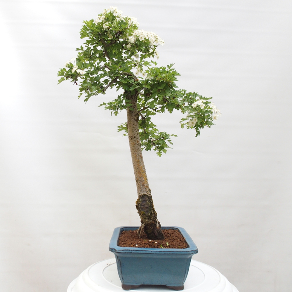 Outdoor bonsai - Hawthorn - Crataegus monogyna