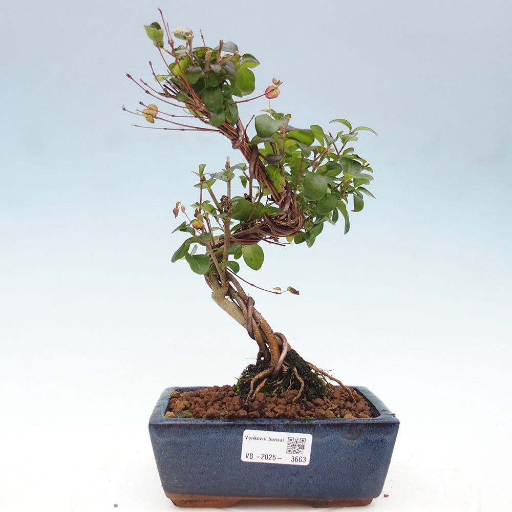 Outdoor bonsai - Ligustrum vulgare - Bird's eye view