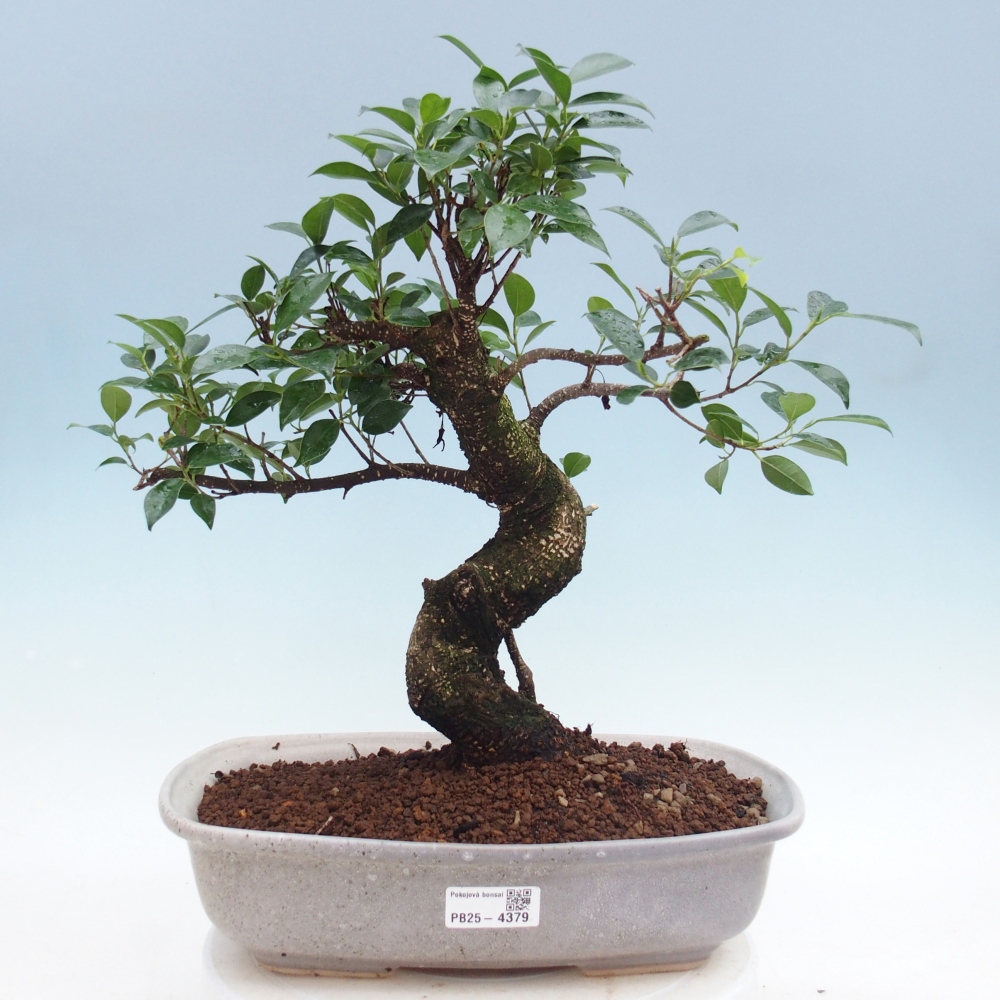 Room bonsai - Ficus retusa - small-leaved ficus