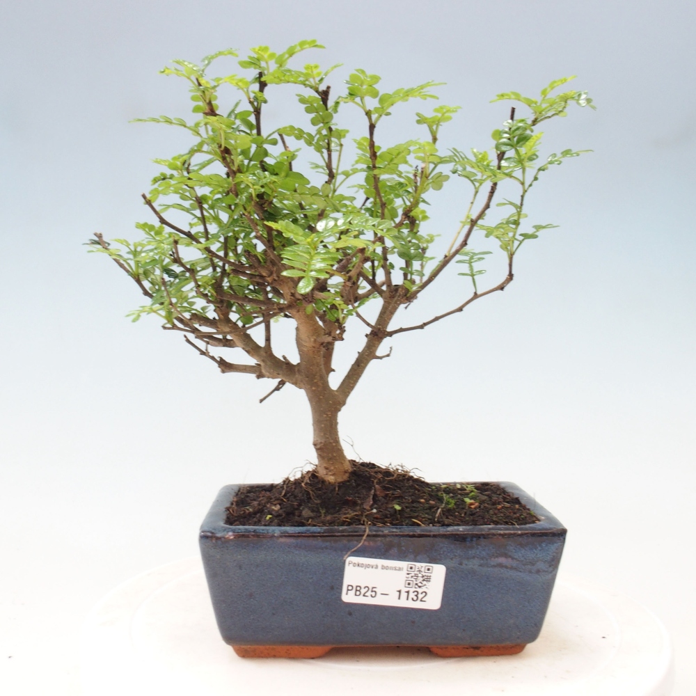 Indoor bonsai - Zantoxylum piperitum - Peppermint