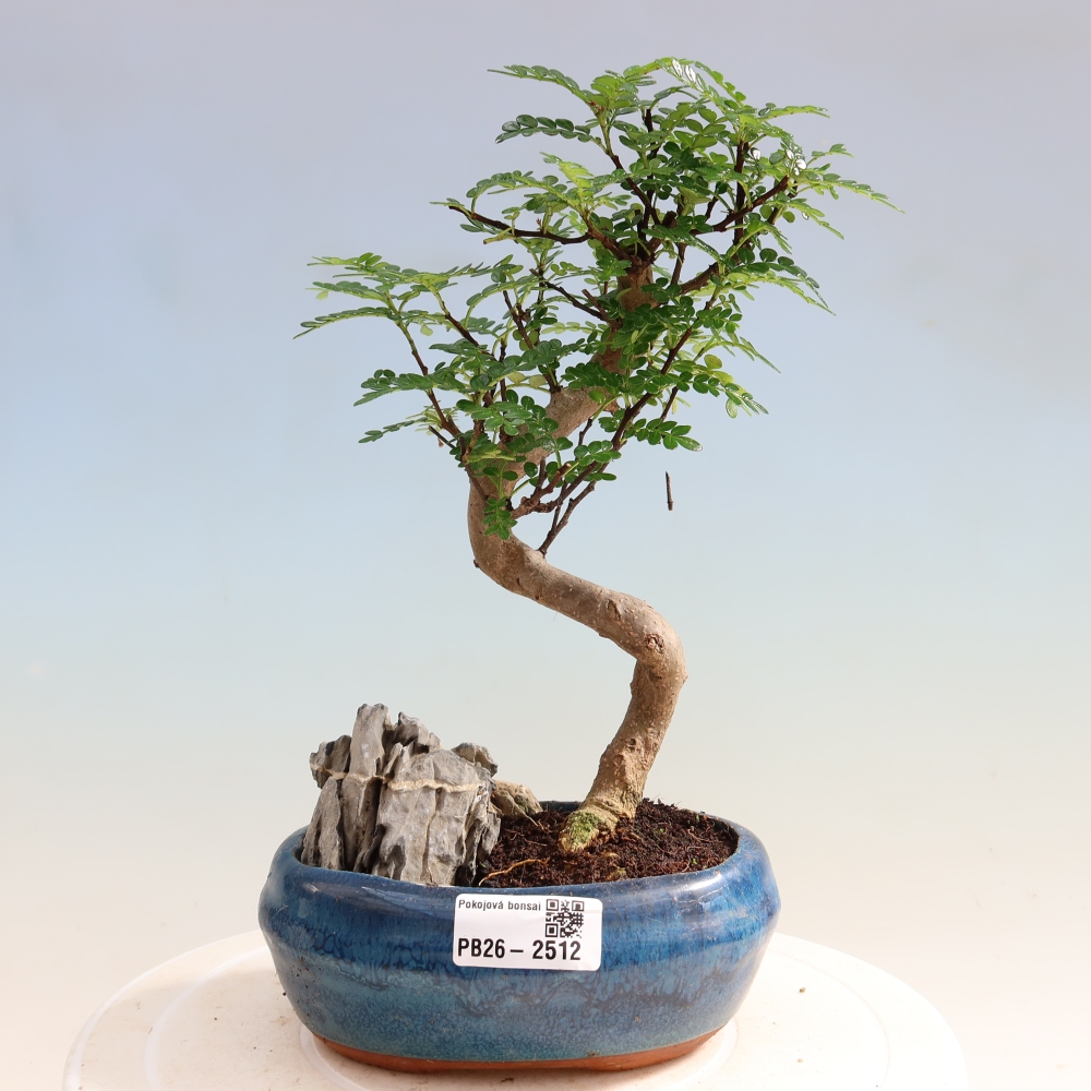 Room bonsai - Zantoxylum piperitum - pepper tree