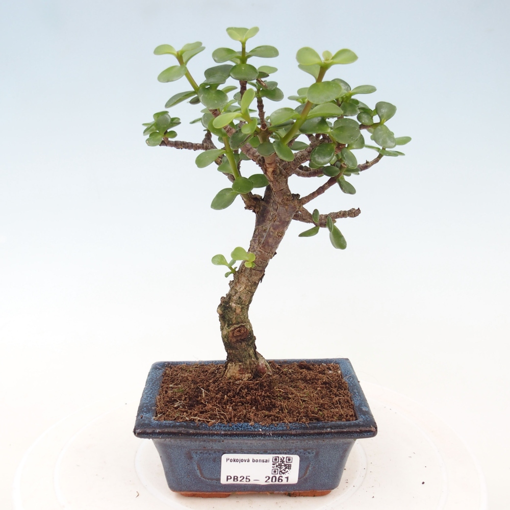 Indoor bonsai - Portulakaria Afra - Tlustice