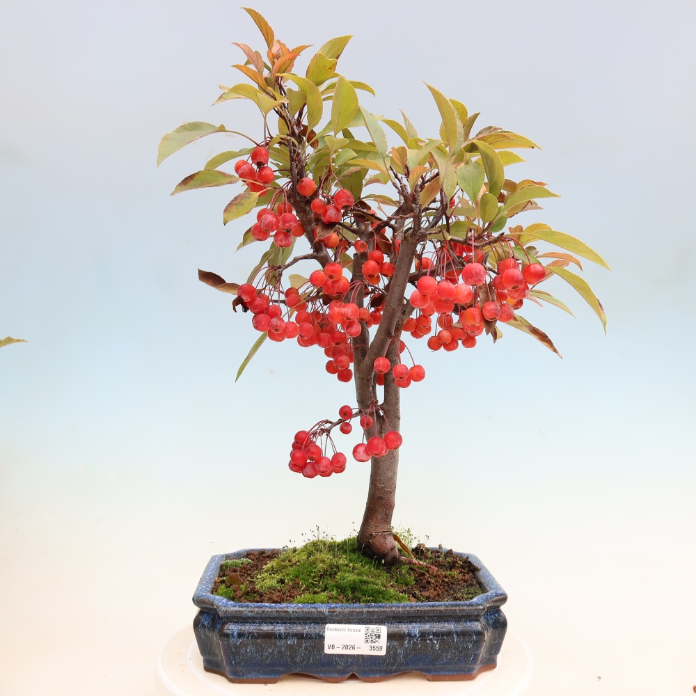 Outdoor bonsai -Malus domestica - Small-fruited red-leaved apple tree