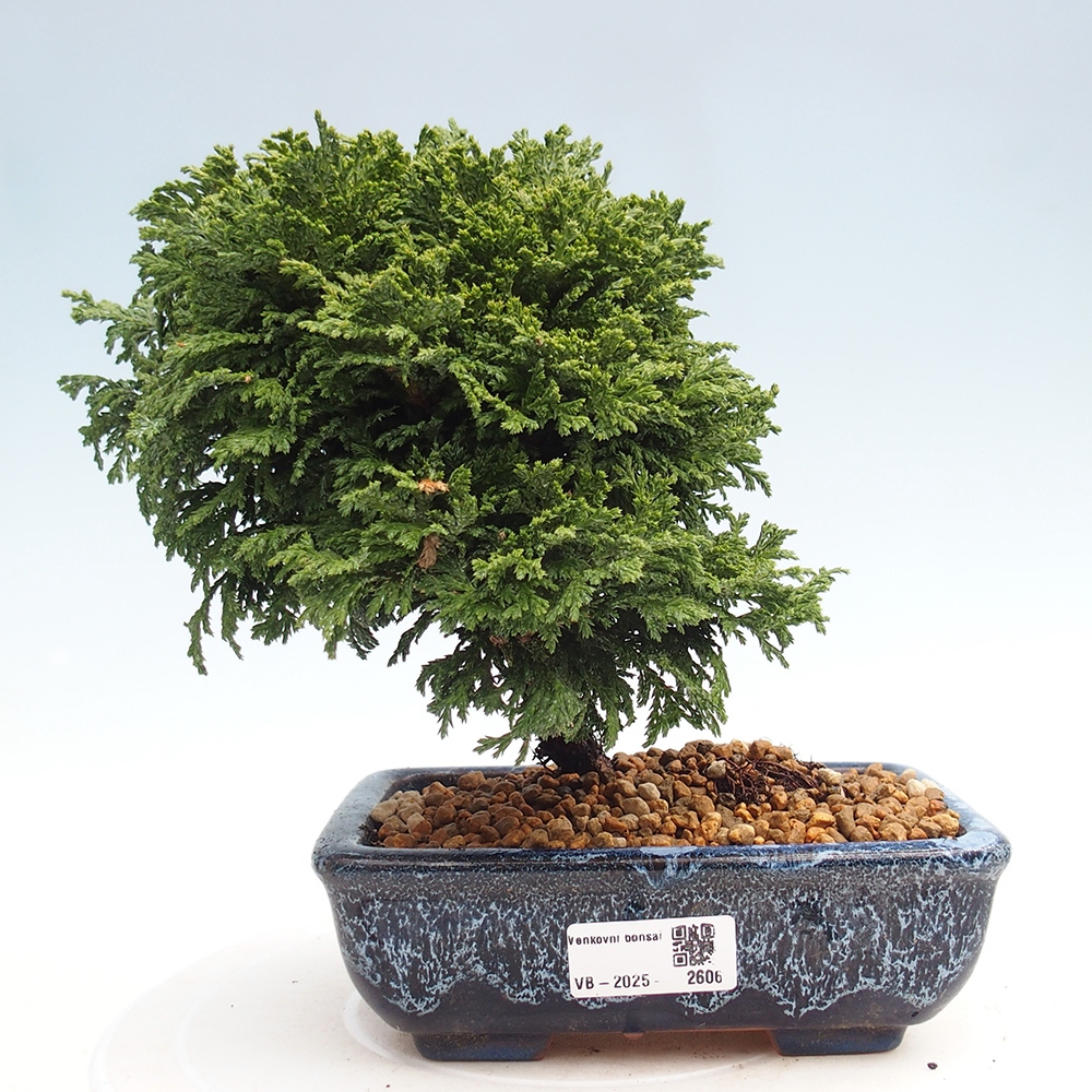 Outdoor bonsai - Cham.pis Parslori - Cypress