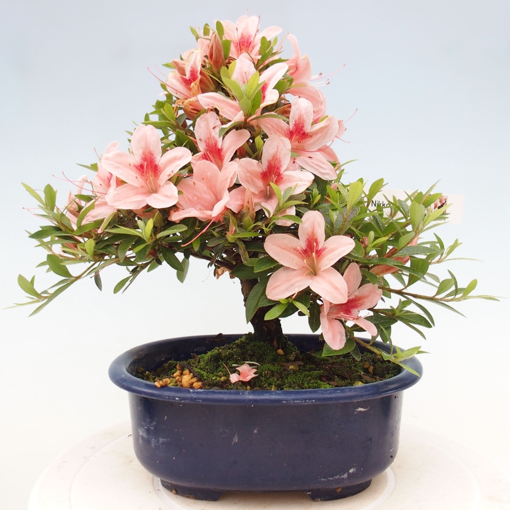 Outdoor bonsai - Japanese azalea - Azalea Nikko