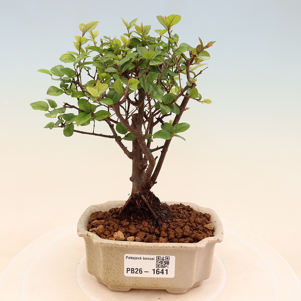 Room bonsai - Sageretia thea - Sageretia thea