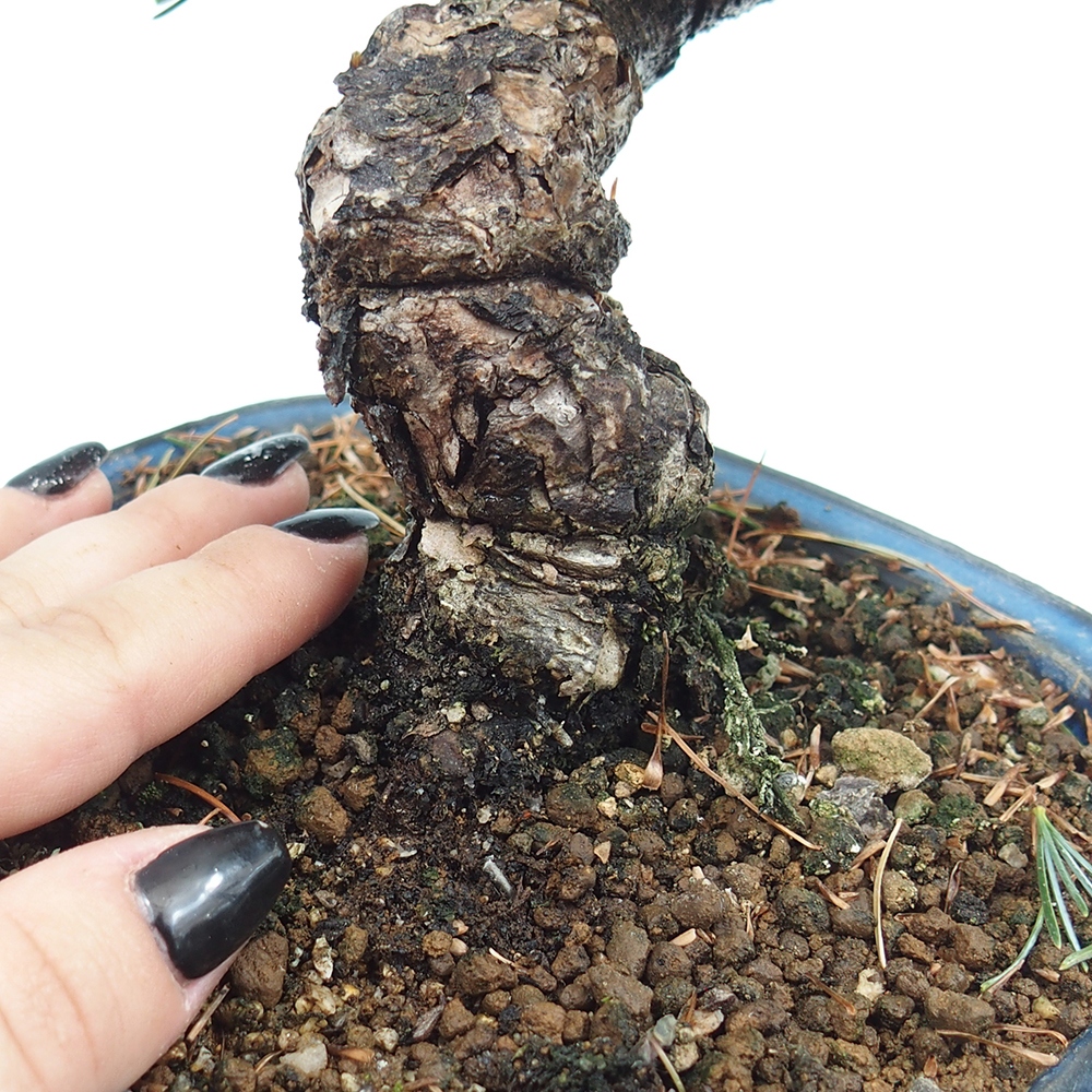 Outdoor bonsai - Pinus parviflora - Small pine tree