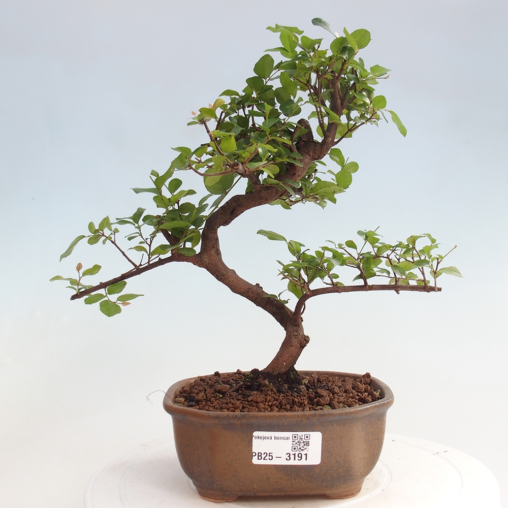 Indoor bonsai - Sagerécie thea - Sagerécie thea