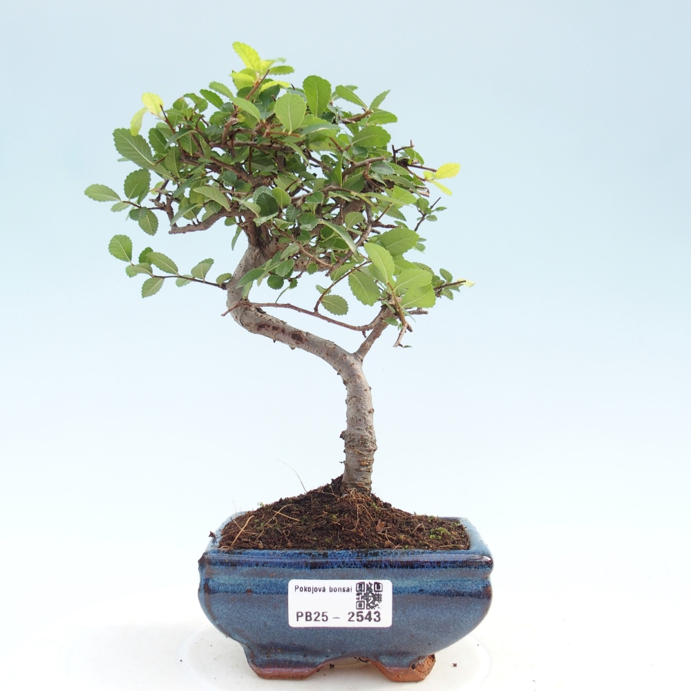 Indoor bonsai - Ulmus parvifolia - Small leaf elm