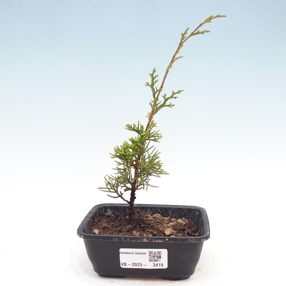 Outdoor bonsai - Juniperus chinensis Itoigawa