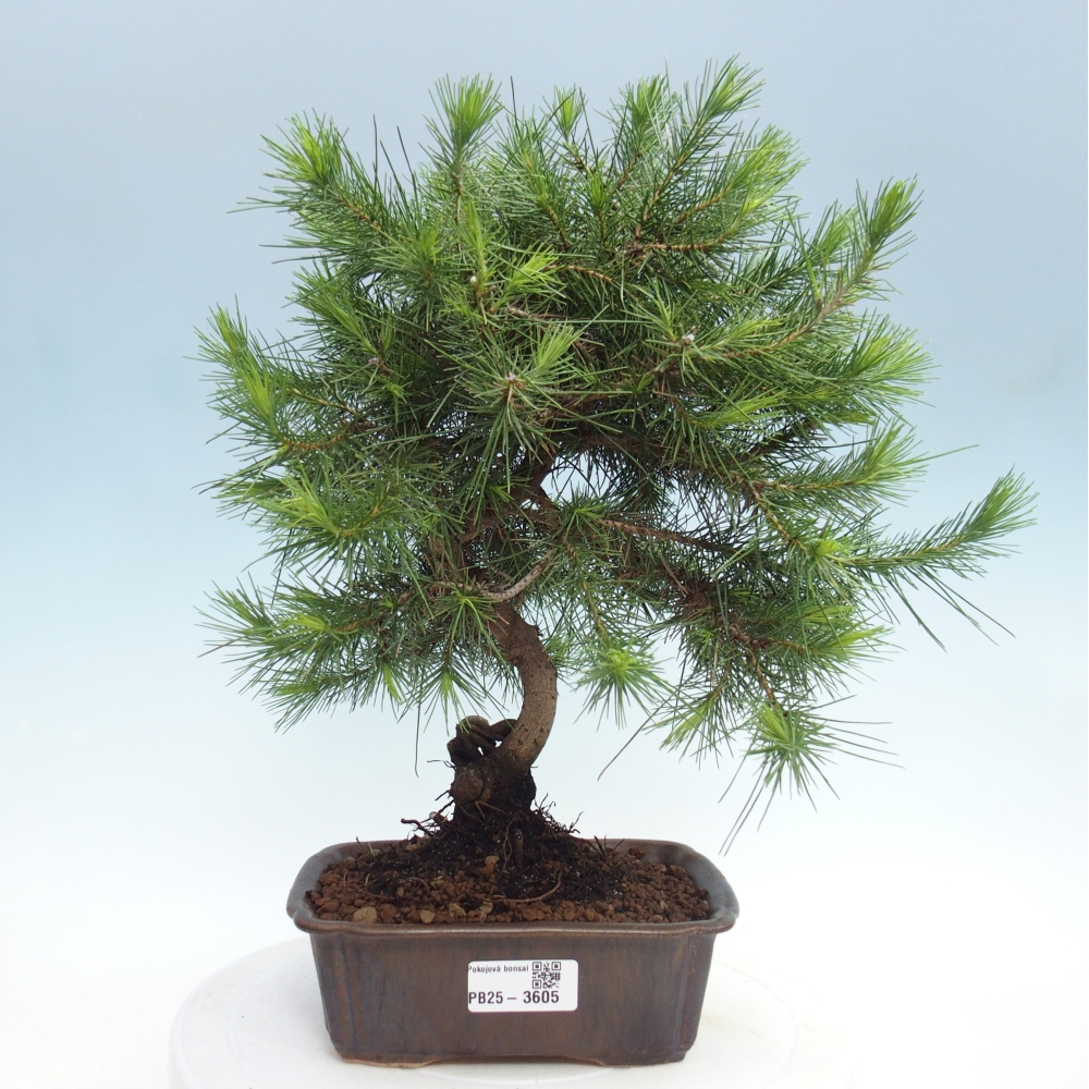 Room bonsai-Pinus halepensis-Pine of Aleppo