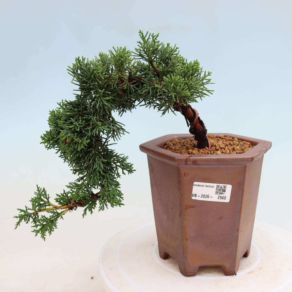 Outdoor bonsai - Juniperus chinensis Kishu
