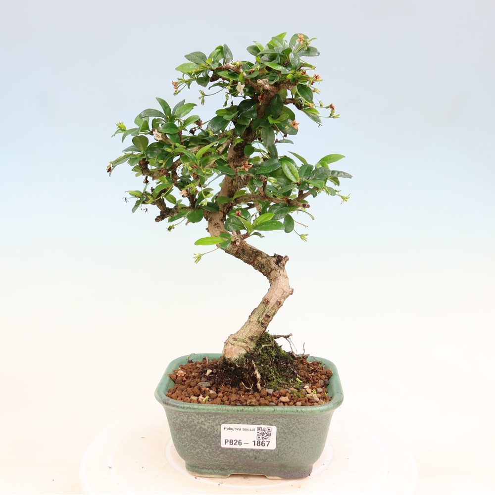 Room bonsai - Carmona macrophylla - Tea fuki