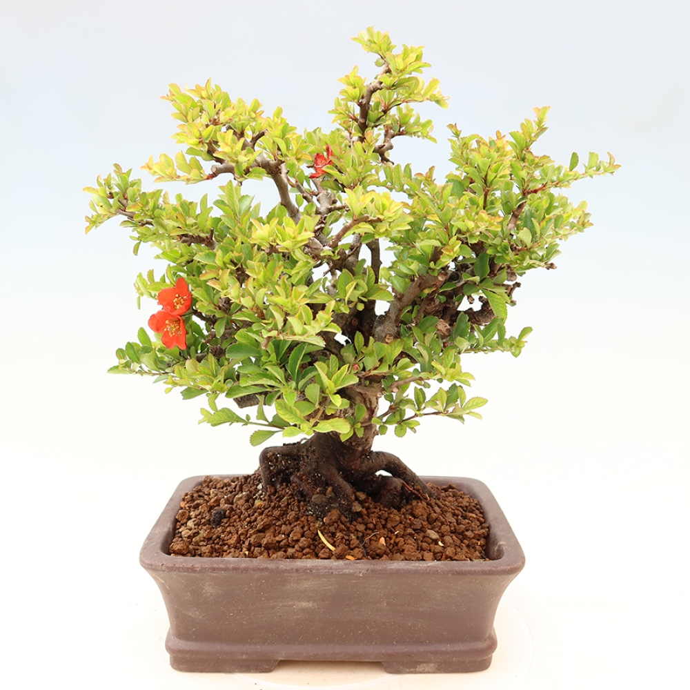 Outdoor bonsai - Chaneomeles speciosa Chojubai