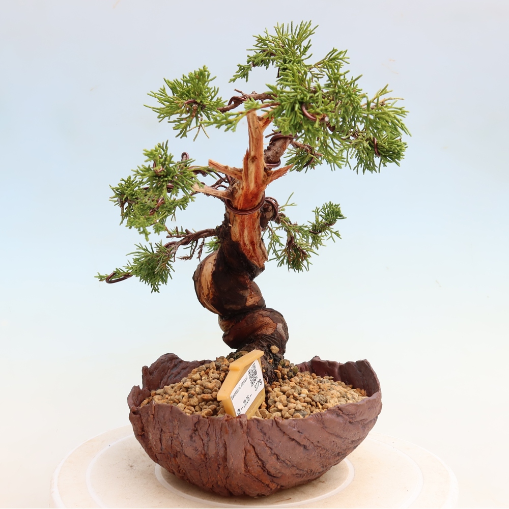 Outdoor Bonsai - Juniperus chinensis Itoigawa - Chinese Juniper