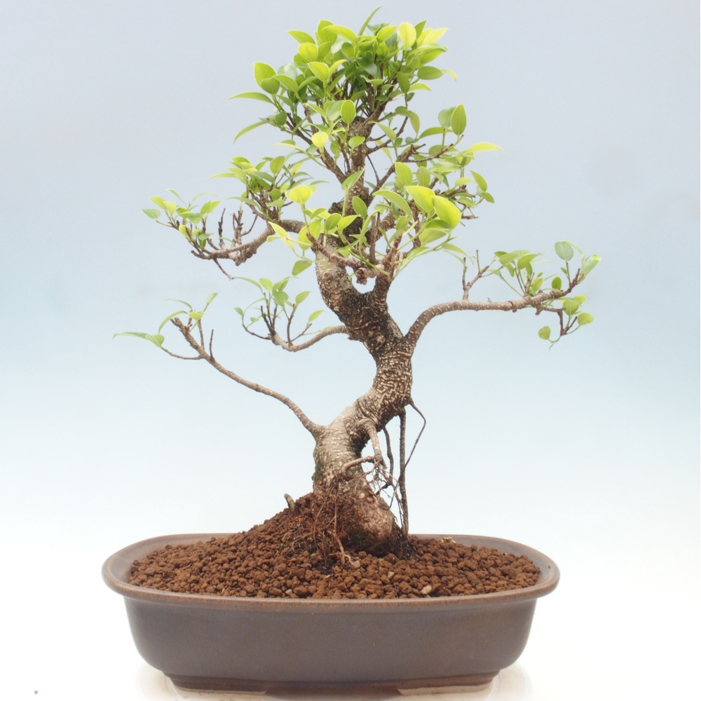 Indoor bonsai - Ficus kimmen - small-leaved ficus