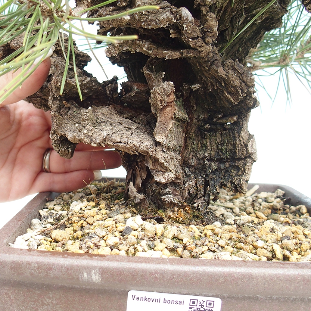 Outdoor bonsai - Pinus thunbergii - Thunberg pine