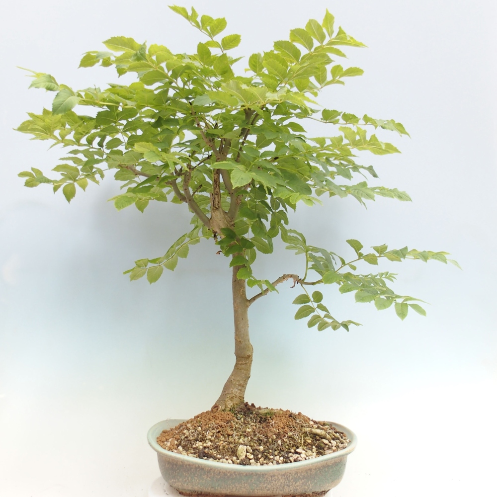 Outdoor bonsai - Fraxinus - Ash