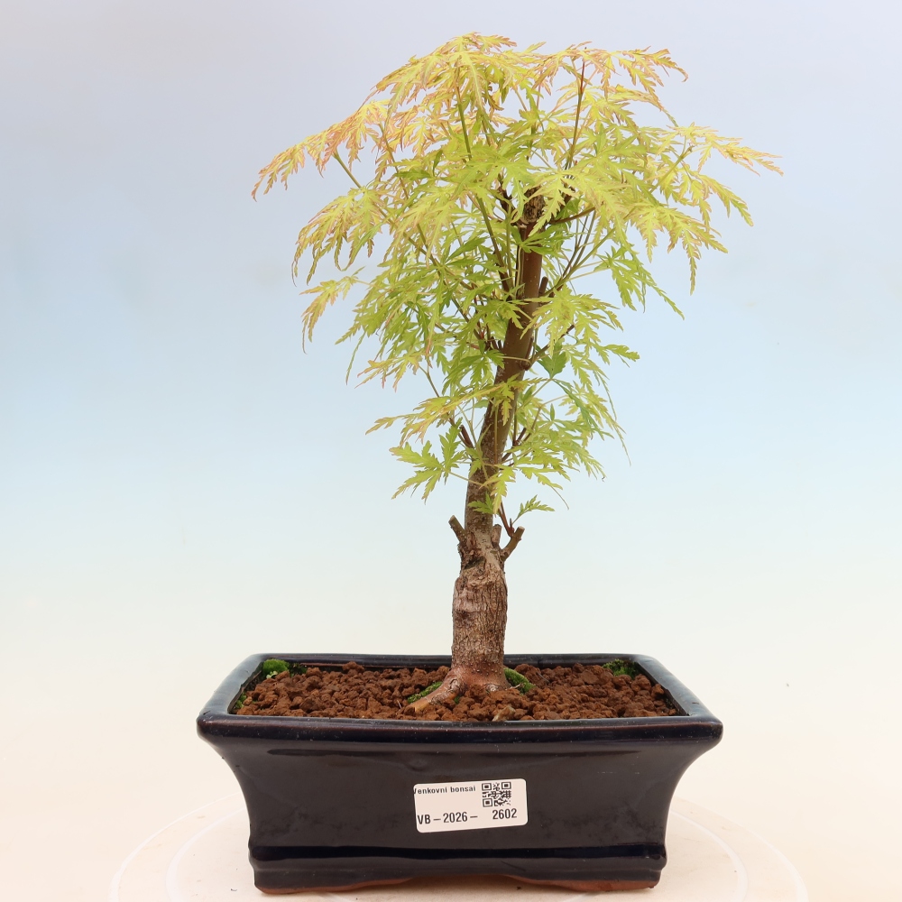 Outdoor Bonsai - Acer palmatum Dissectum - Japanese Maple 