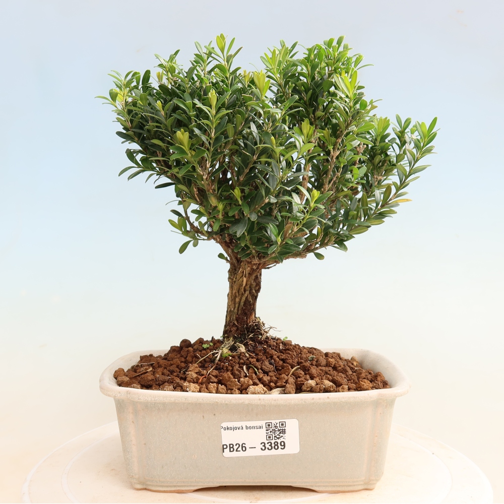 Room bonsai - Buxus harlandii - cork buxus