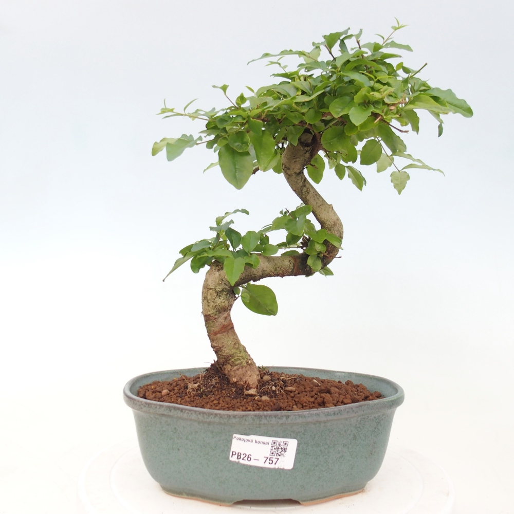 Room bonsai -Ligustrum chinensis - Birds Beak